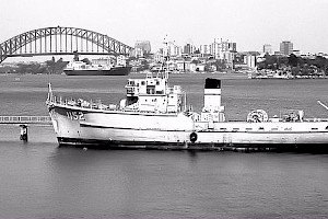 Teal in Reserve at Sydney